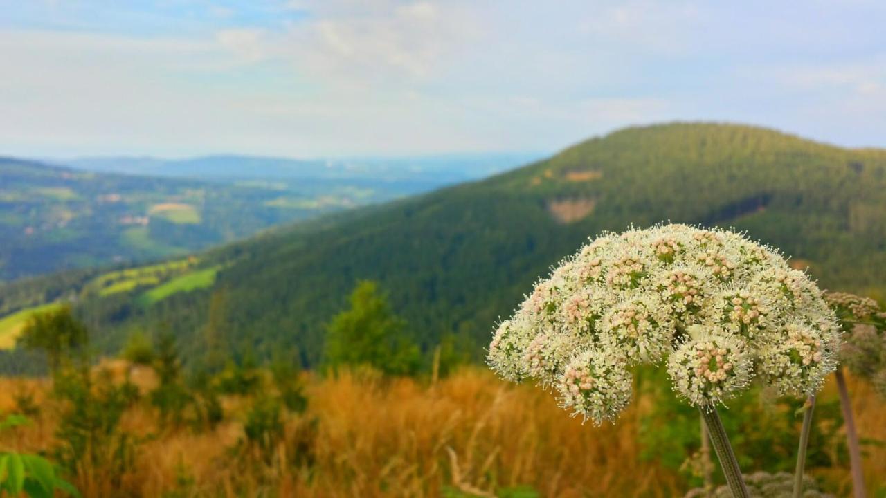 Bed and Breakfast Wald-Panorama-Zimmer Мёнихкирхен Экстерьер фото